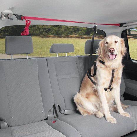 Ligne de sécurité pour voitures d'animaux domestiques avec ceinture