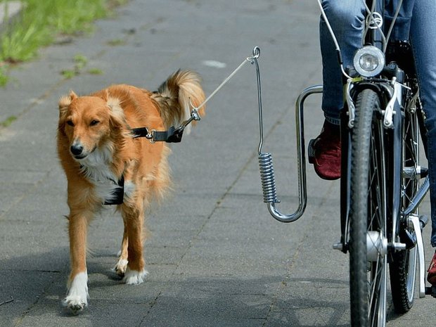 Doggy Guide fietshouder